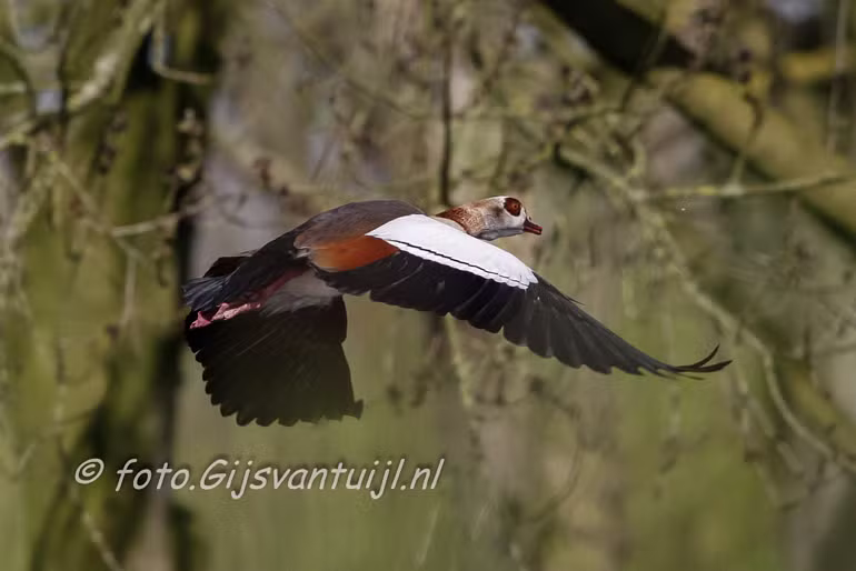 Gans Nijlgans